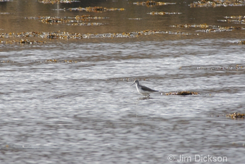 Greenshank