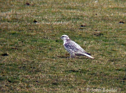 Gyr Falcon