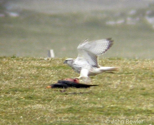 Gyr Falcon