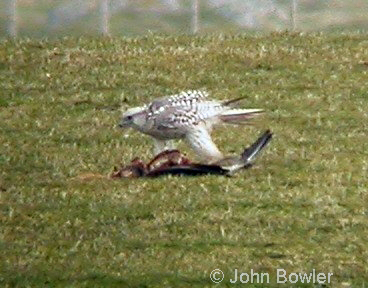 Gyr Falcon