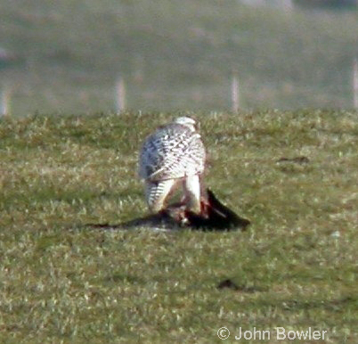 Gyr Falcon