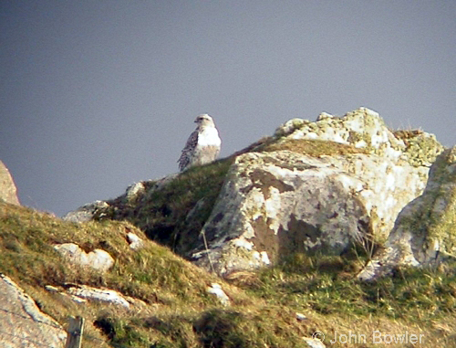 Gyr Falcon