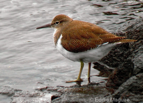 Common Sandpiper