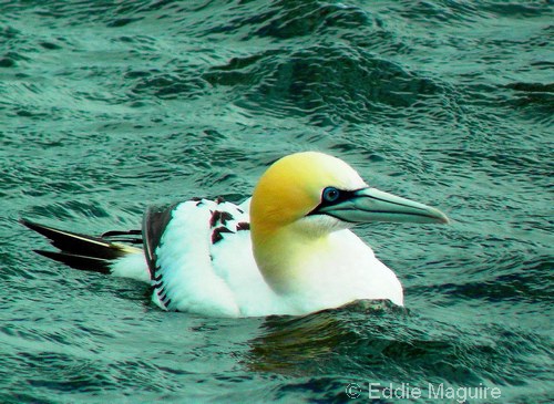 Gannet (sub-adult)