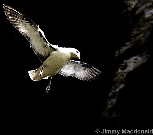 Fulmar