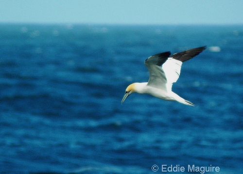 Gannet (sub-adult)