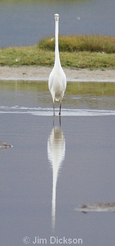 Great White Egret