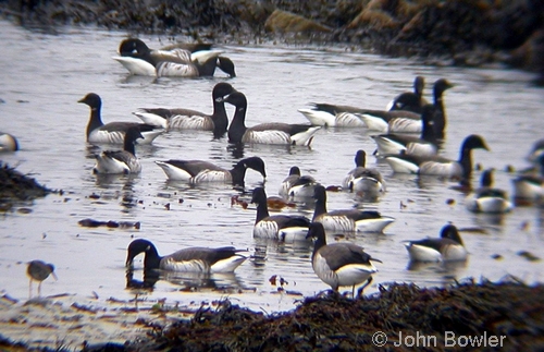 Brent Geese