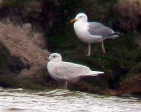 Iceland Gull