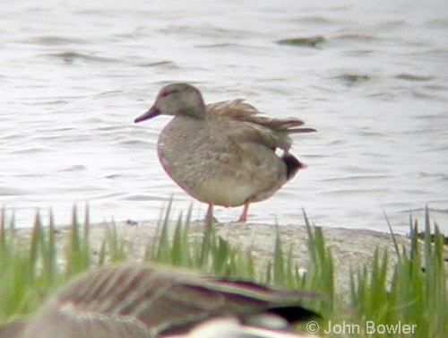 Gadwall