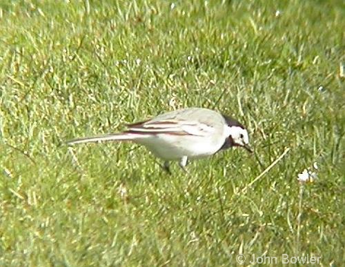 White Wagtail