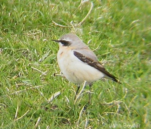 Wheatear