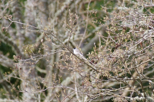 Blackcap