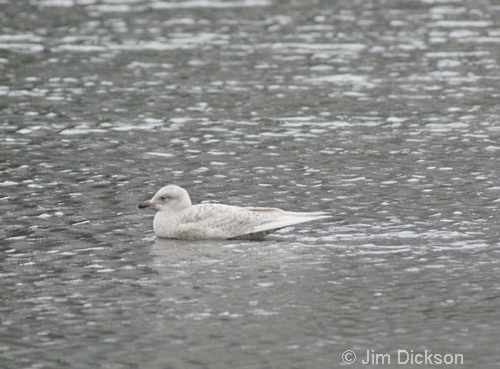 Iceland Gull