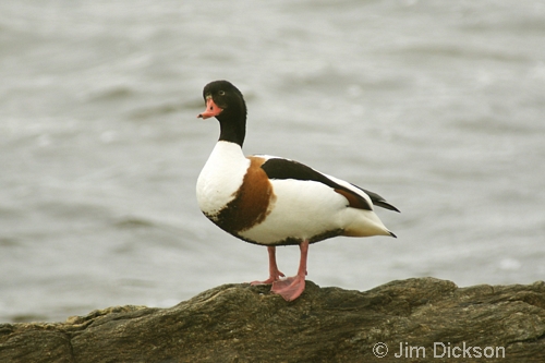 Shelduck