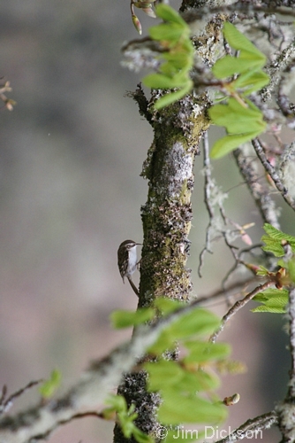 Treecreeper