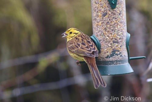 Yellowhammer