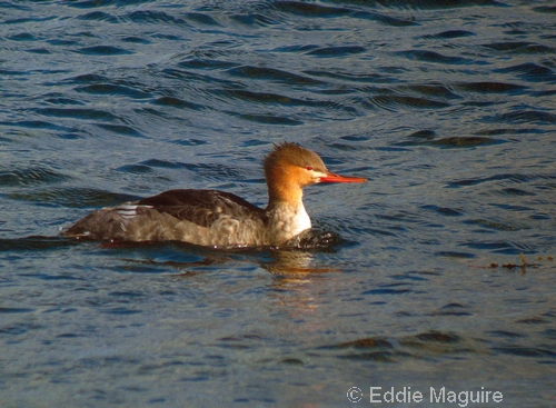 Red-breasted Merganser