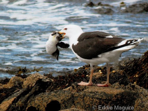 Great Black-backed Gull with Razorbill chick