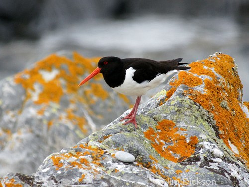 Oystercatcher