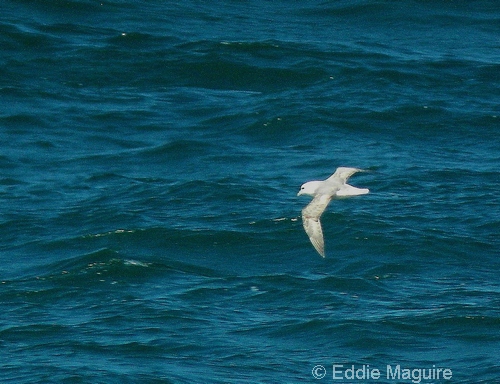 Northern Fulmar