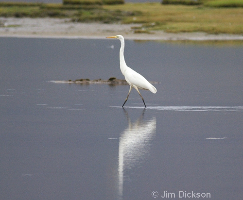 Great White Egret