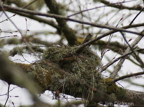 Mistle Thrush