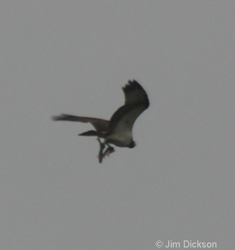 Osprey