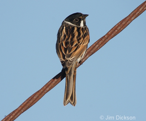 Reed Bunting