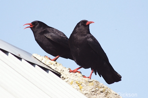 Chough