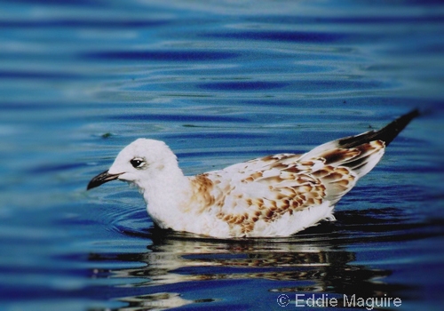 Mediterranean Gull