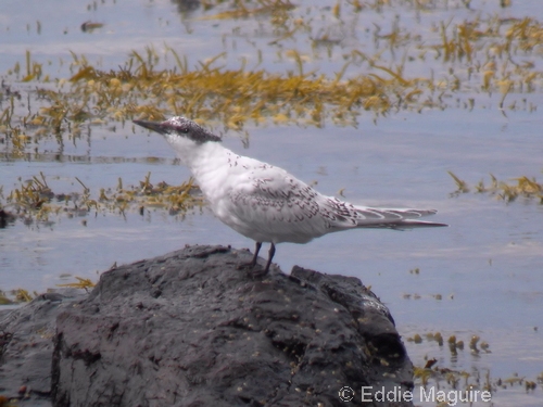 Sandwich Tern