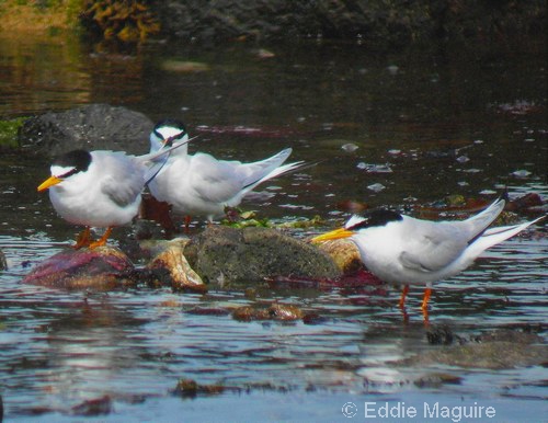 Little Terns