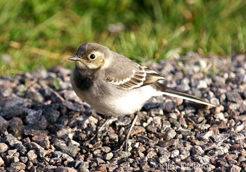 Pied Wagtail