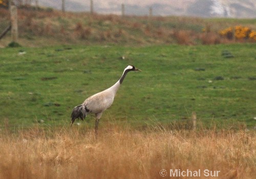 Common Crane