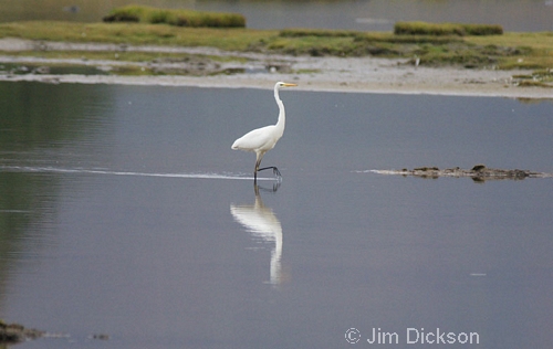 Great White Egret