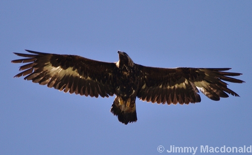 Golden Eagle