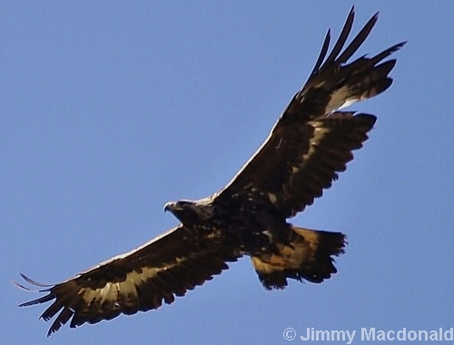 Golden Eagle