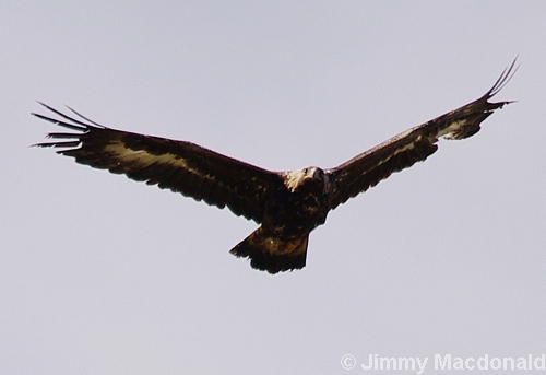 Golden Eagle