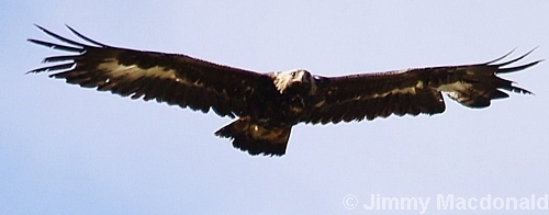 Golden Eagle