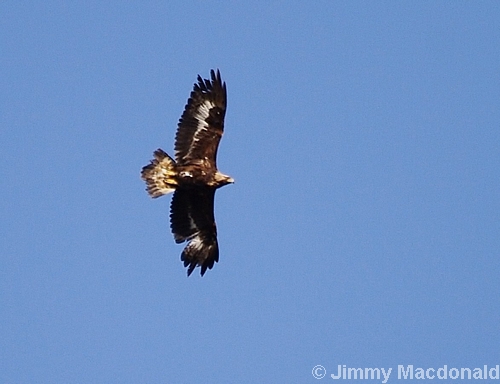 Golden Eagle