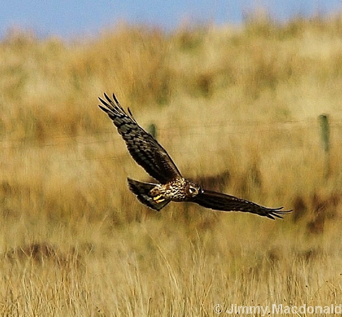 Hen Harrier