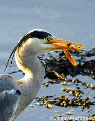 Grey Heron