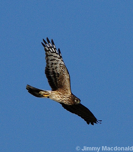 Hen Harrier