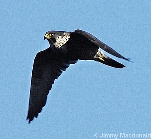 Peregrine