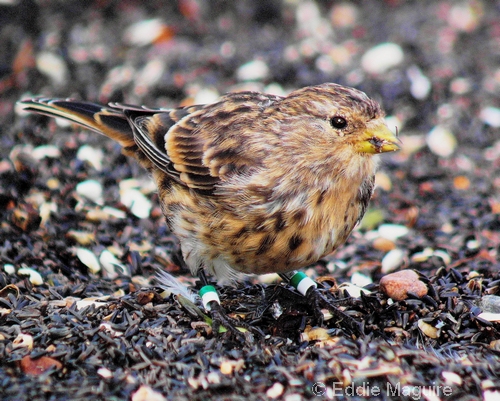 Twite