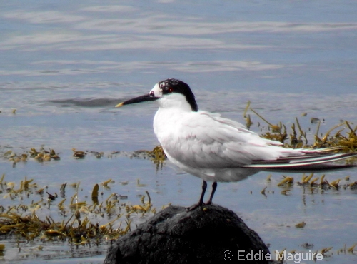 Sandwich Tern