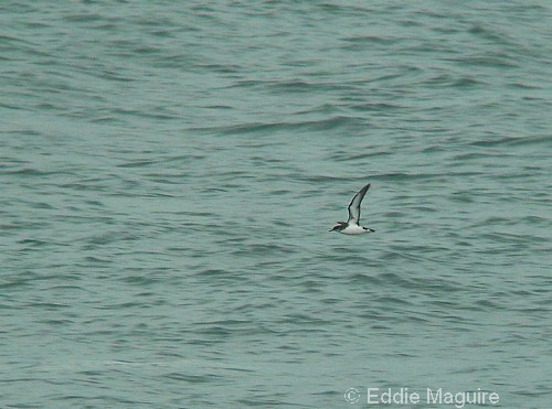 Manx Shearwater