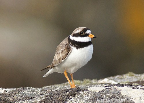 Ringed Plover