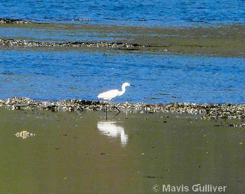 Little Egret